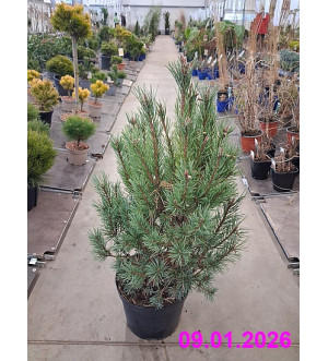 Pinus sylvestris 'Compressa' C 7,5 L